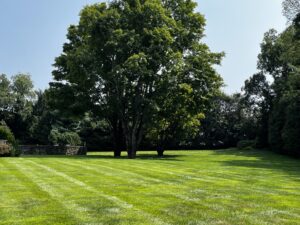 green grass with trees